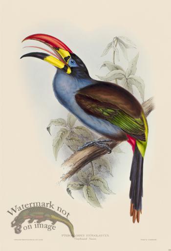 Grey-breasted Aracari